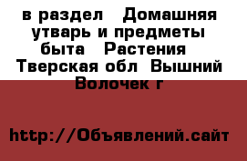  в раздел : Домашняя утварь и предметы быта » Растения . Тверская обл.,Вышний Волочек г.